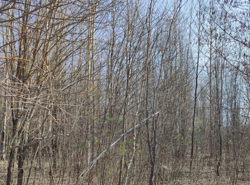 земля г Электрогорск ул Тихая 24 Павлово-Посадский городской округ фото 1