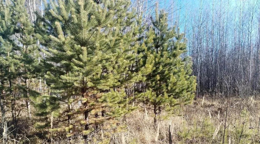 земля г Лесосибирск пер Березовый 38а фото 4