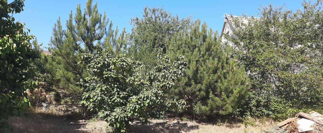 земля г Севастополь садоводческое товарищество Эллада, 30, Крым фото 3