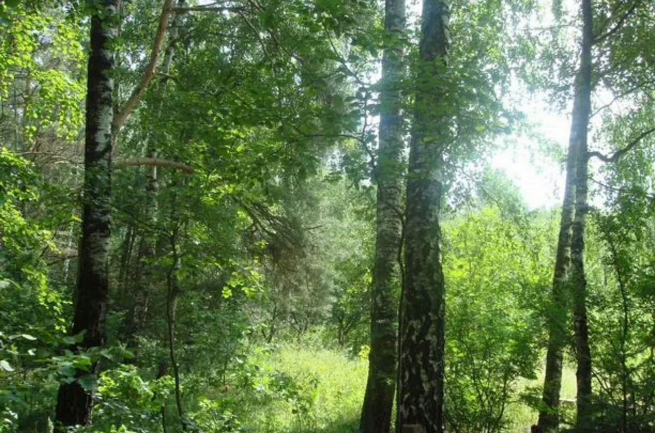 земля городской округ Одинцовский г Звенигород 25 км, территориальное управление Успенское, Рублёво-Успенское шоссе фото 2
