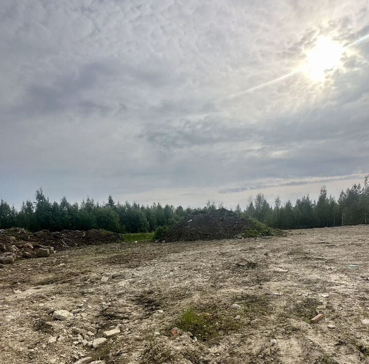 земля г Сосновый Бор тер ДНТ Заозерное фото 4