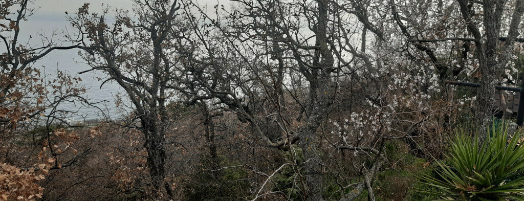 земля г Ялта пгт Восход фото 7