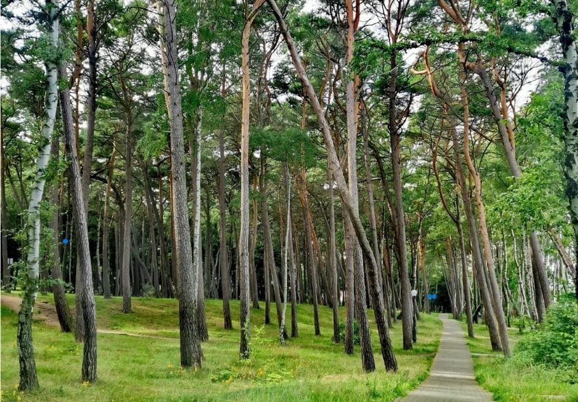 квартира г Пионерский ул Рензаева 4 фото 15