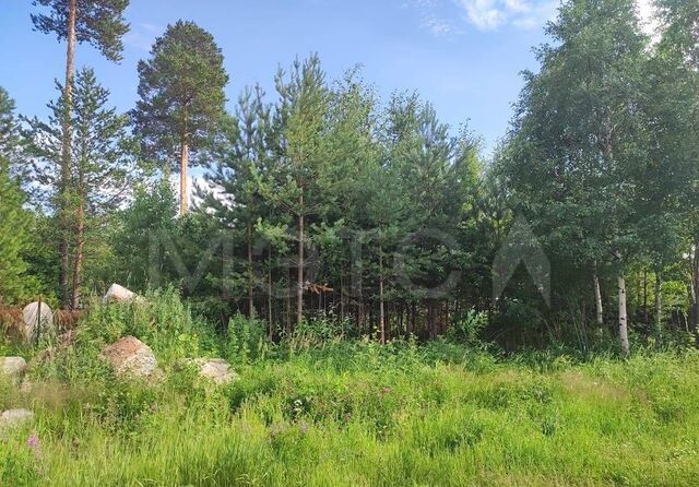 земля тер ПСДК Сосновый бор N 51 159, Тюменская обл. фото