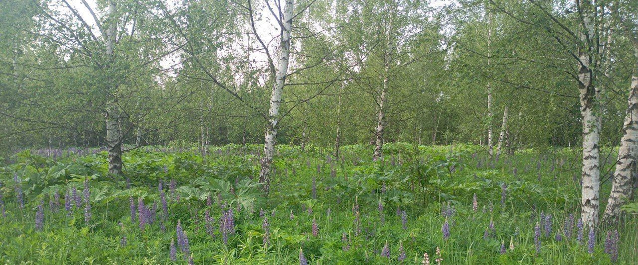 земля городской округ Талдомский г Талдом фото 2