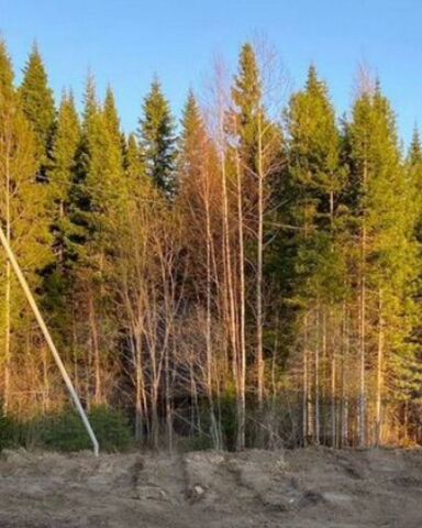 земля садоводческий кооператив Разведчик, Тюменская обл. фото