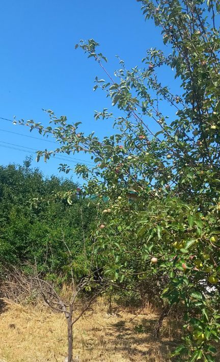 земля г Феодосия ул Садовая Очистные садовые участки фото 3