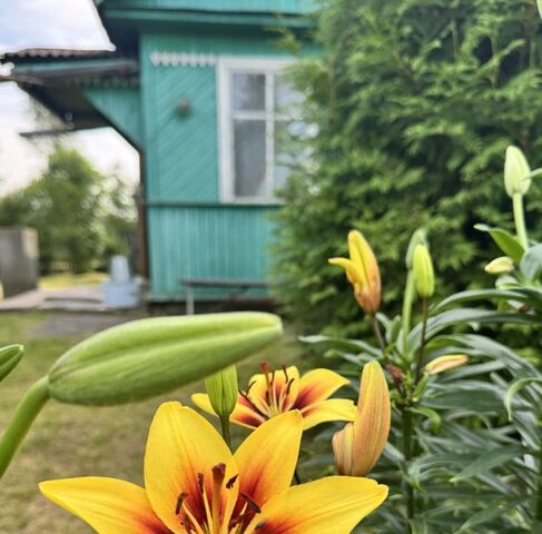 массив Келколово-3 снт Дзержинец дор 5-я Мгинское городское поселение фото