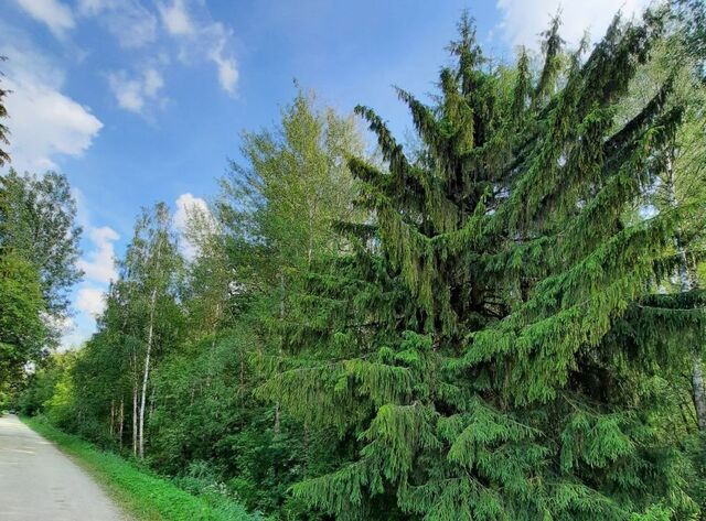 снт Березки 3-я улица, Электрогорск фото