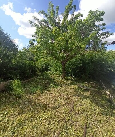 сад Металлург-2 2032 фото