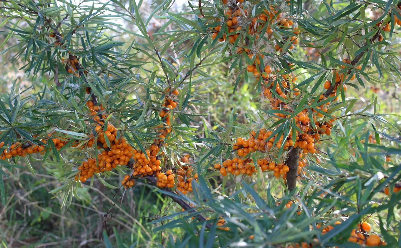 земля р-н Вологодский снт Радужное Анциферово, 21, Вологда фото 9