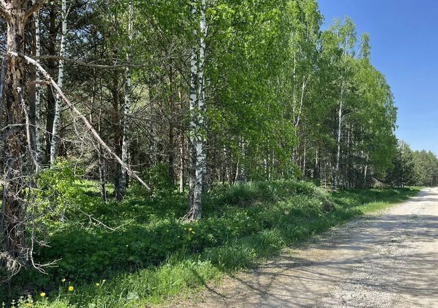Красная Горбатка фото