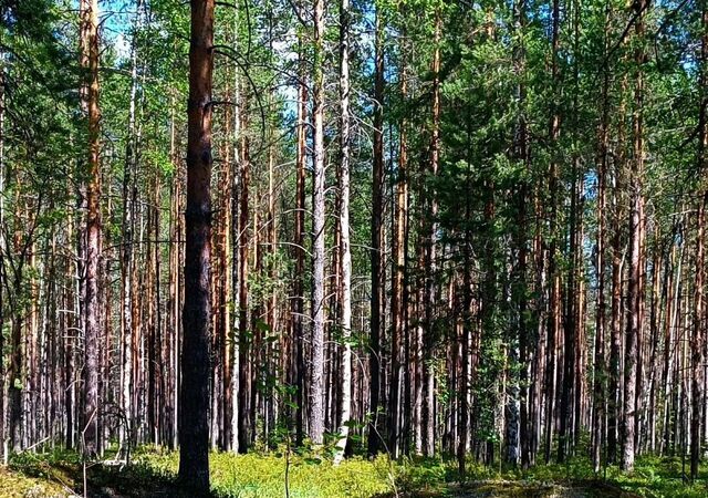 г Сыктывкар пгт Верхняя Максаковка 3-я линия фото г Сыктывкар пгт Верхняя Максаковка 3-я линия фото