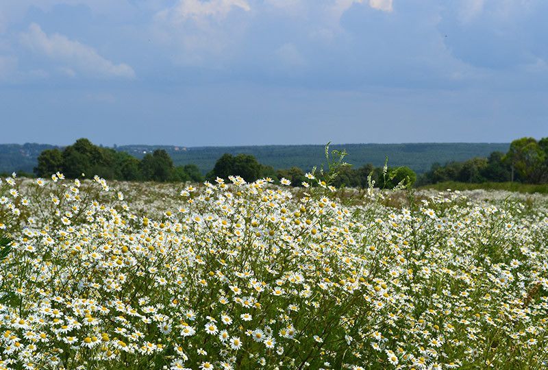 земля р-н Тарусский фото 9