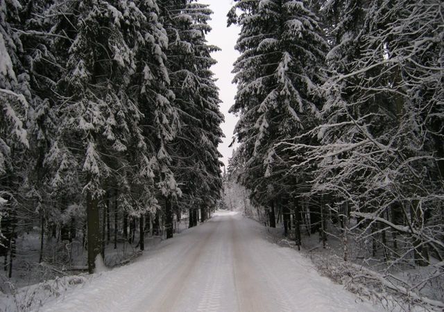 садовое товарищество Олимпиец фото