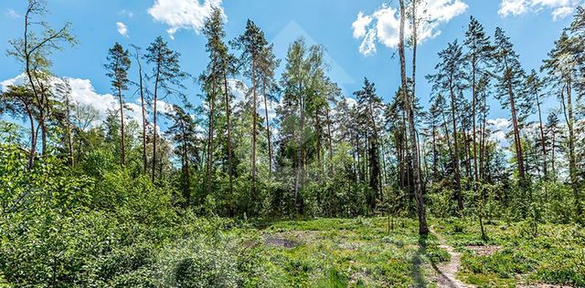 городской округ Одинцовский п Николина Гора ул. Живописная, 237, Сосновый Бор кп фото