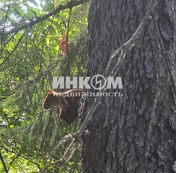 земля городской округ Одинцовский г Голицыно пр-кт Крестьянский 14 фото 7