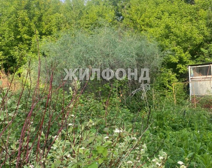 земля г Новосибирск р-н Дзержинский Берёзовая роща фото 2