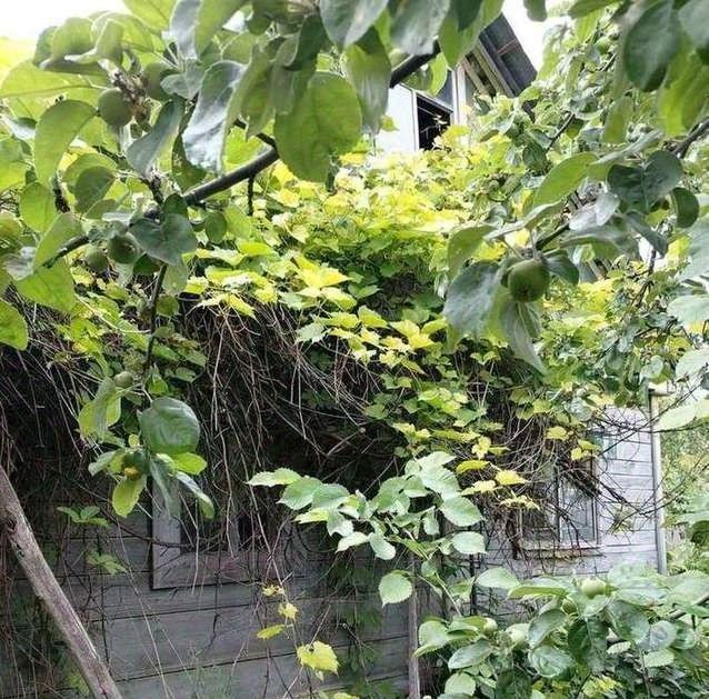 земля г Самара Безымянка проезд 7-я просека 6-й, 21 фото 11