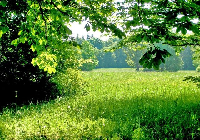 земля п Калинино Нестеров фото