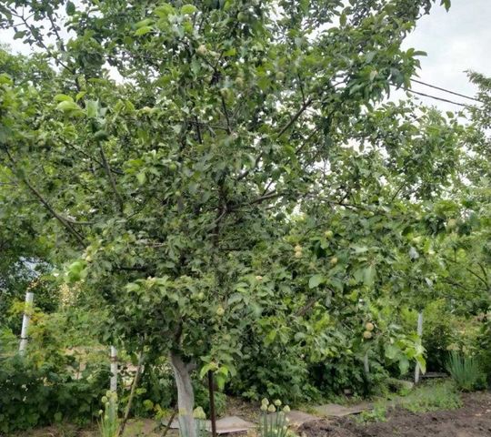 городской округ Димитровград, СТ Мукомол фото