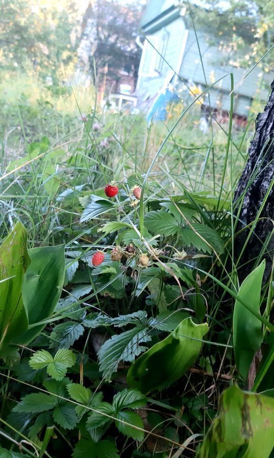 дом г Нижний Новгород р-н Приокский территория Массив № 1, 107, СТ Ленинец-1 фото 6