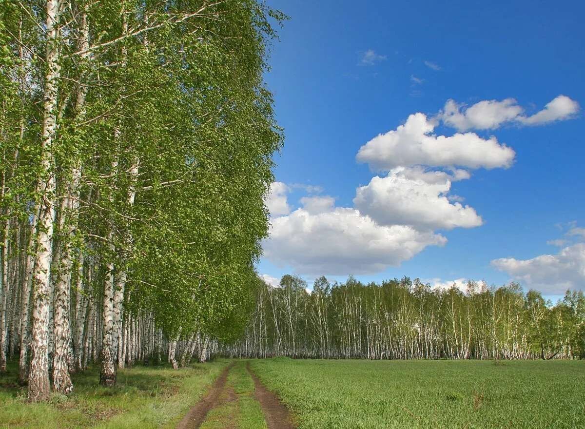 земля р-н Ярославский с Красное Туношенское сельское поселение, Некрасовское фото 2