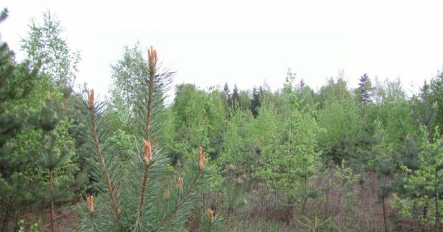 ул Центральная Переславль-Залесский городской округ фото