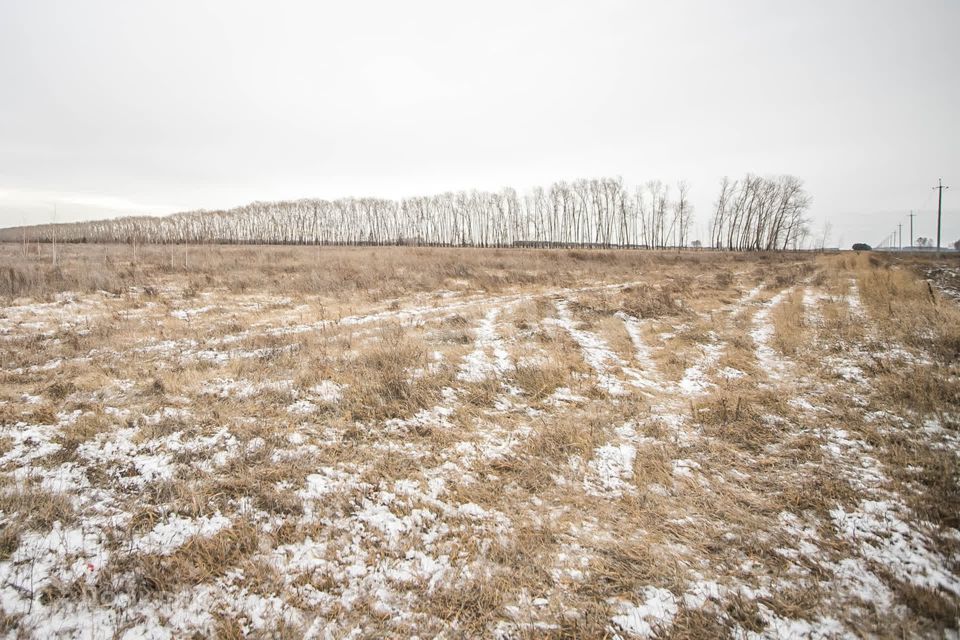 земля р-н Сузунский фото 4