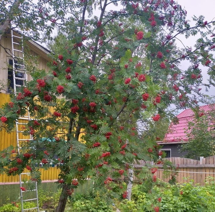 дом р-н Кольский г Кола городское поселение, Автомобильная дорога Кола–Мурмаши тер фото 22